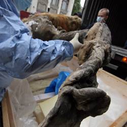 Важными экспонатами выставки, помимо Юки, являются скелет Чурапчинского мамонта #3