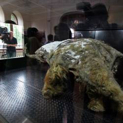 Важными экспонатами выставки, помимо Юки, являются скелет Чурапчинского мамонта #19