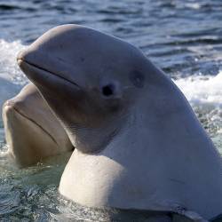 О чем поет дельфин Вася, кому предназначены воздушные поцелуи моржа Миши и почему корреспонденту «VN» захотелось стать Ихтиандром #1