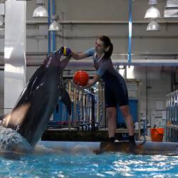 О чем поет дельфин Вася, кому предназначены воздушные поцелуи моржа Миши и почему корреспонденту «VN» захотелось стать Ихтиандром #11