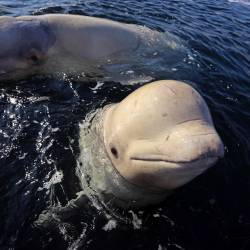 О чем поет дельфин Вася, кому предназначены воздушные поцелуи моржа Миши и почему корреспонденту «VN» захотелось стать Ихтиандром #19