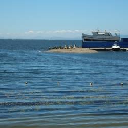 В солнечную погоду горожане и гости приморской столицы выбирают отдых у моря #7