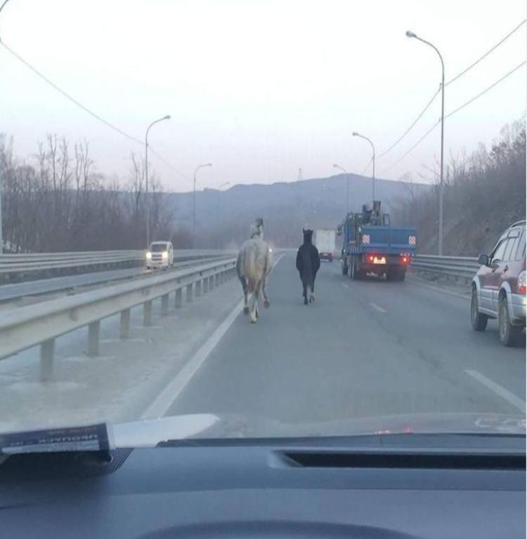 Два коня устроили скачки на автотрассе под Владивостоком