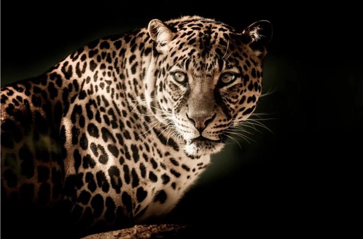Популяция редчайшего дальневосточного леопарда выросла с начала веке