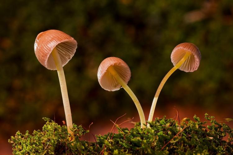 Английские учёные выявили у грибов способность общаться между собой