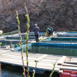 С 2014 года до настоящего времени по заказу компании было выращено и выпущено в воды Приморья 22,5 млн мальков рыб, особей гребешка и трепанга, ростков ламинарии #2