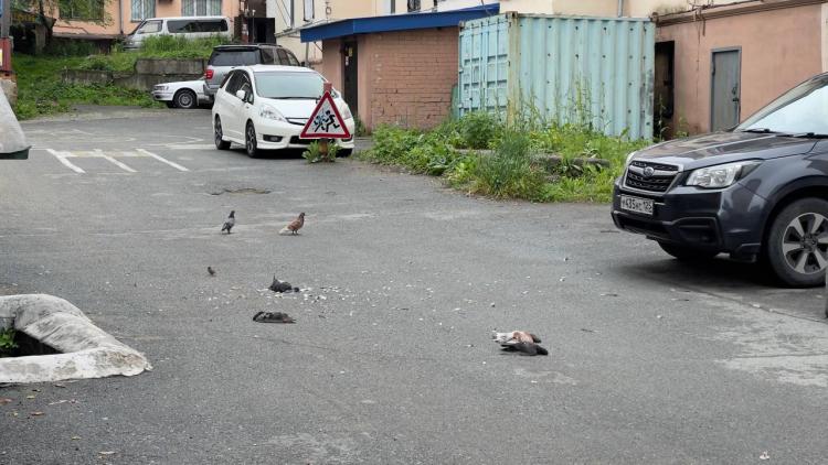 «Горе-охотник» из Владивостока застрелил голубей