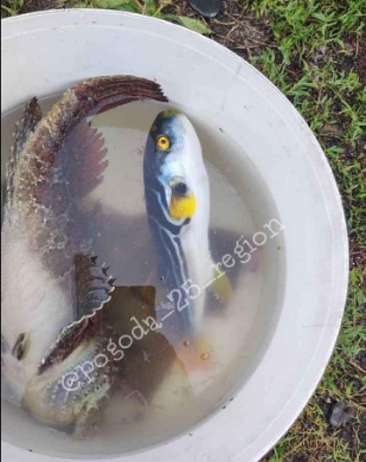 В Приморье рыбаки поймали ядовитую рыбу