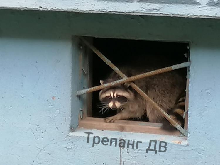 Бездомного енота спасли волонтеры во Владивостоке