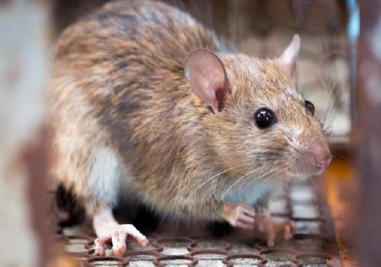 «Жалобно кричала»: в магазине Владивостока покупатель встретил крысу