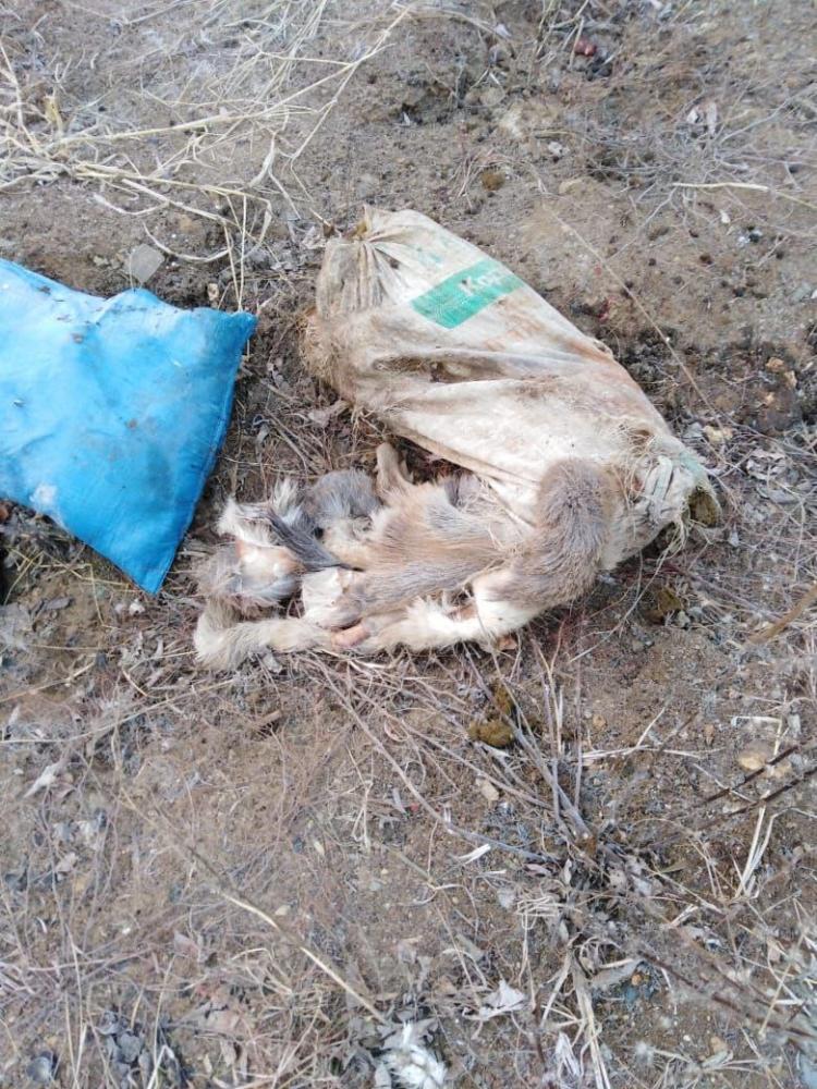Шесть мешков с трупами животных нашли на пустыре во Владивостоке