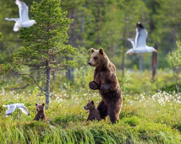 Браконьерам, застрелившим медвежат в Приморье, ужесточили наказание