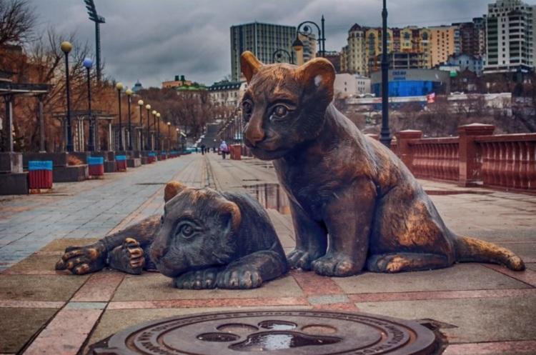 Владивостокцы волнуются: тигрят с набережной Спортивной гавани не вернули