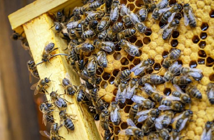 Варроатоз медоносных пчел обнаружен в пгт. Шкотово в Приморском крае