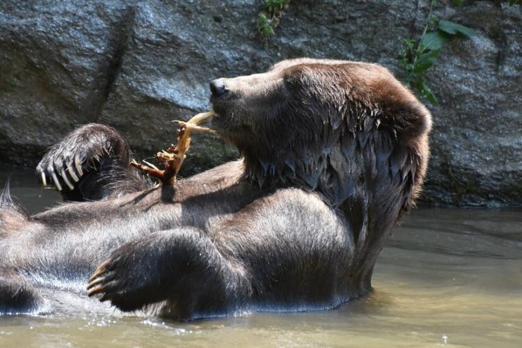 Молодого медведя застрелили на Камчатке из-за чрезмерного любопытства
