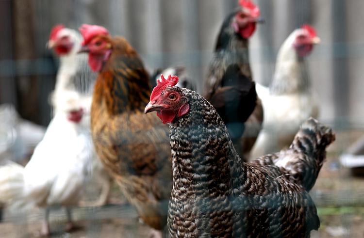 Более 16 тысяч тонн мяса птицы произвели в Приморском крае