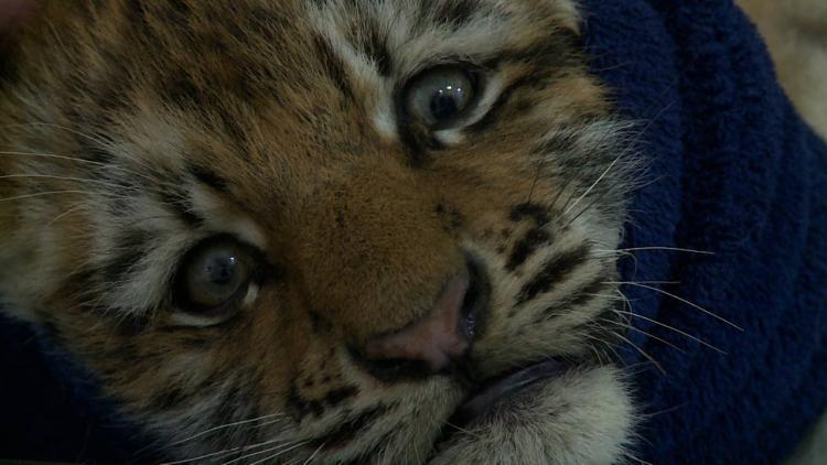 «Кушает хорошо»: специалисты рассказали о самочувствии спасенного тигренка