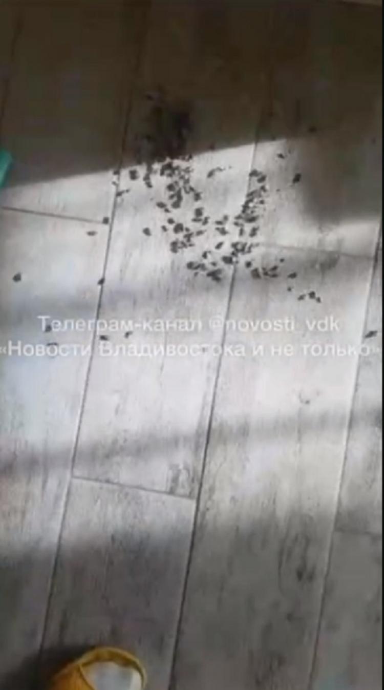 Клопы и тараканы сыплются на головы жителям дома во Владивостоке