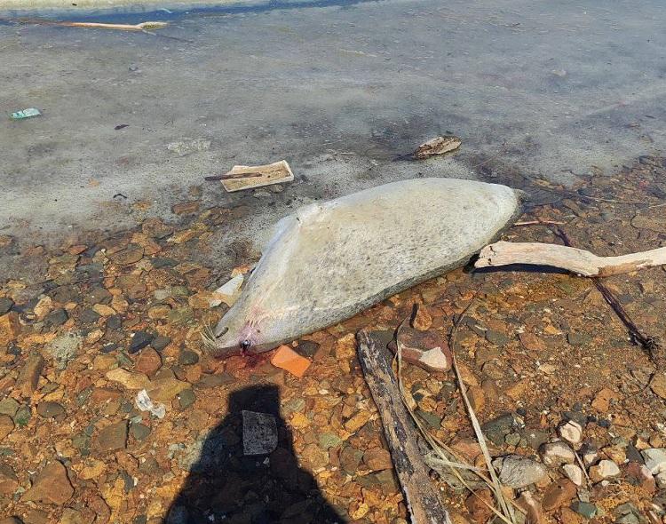На берег Владивостока выбрасывает мертвых тюленей