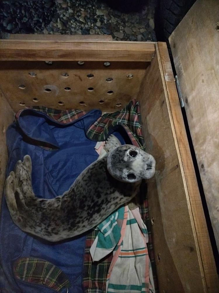Очередного тюленя спасли в Приморье