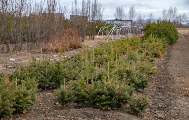 Жители Владивостока могут получить премию за посадку деревьев