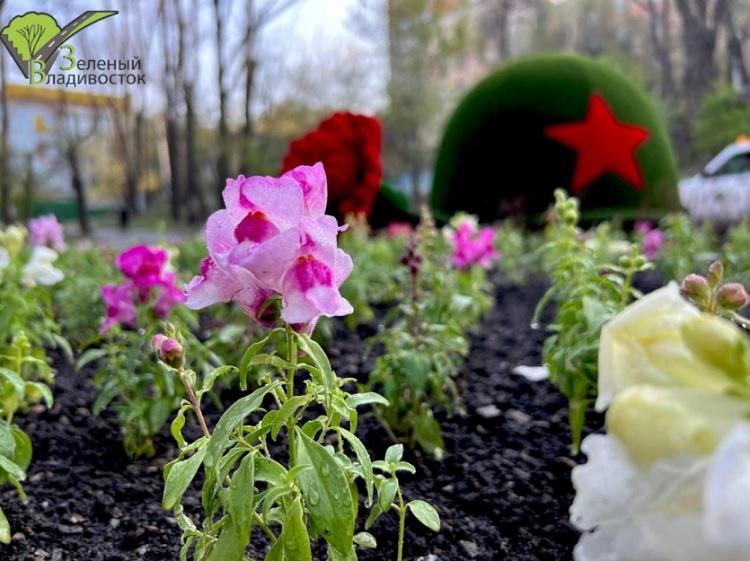 Улицы Владивостока украшают цветы