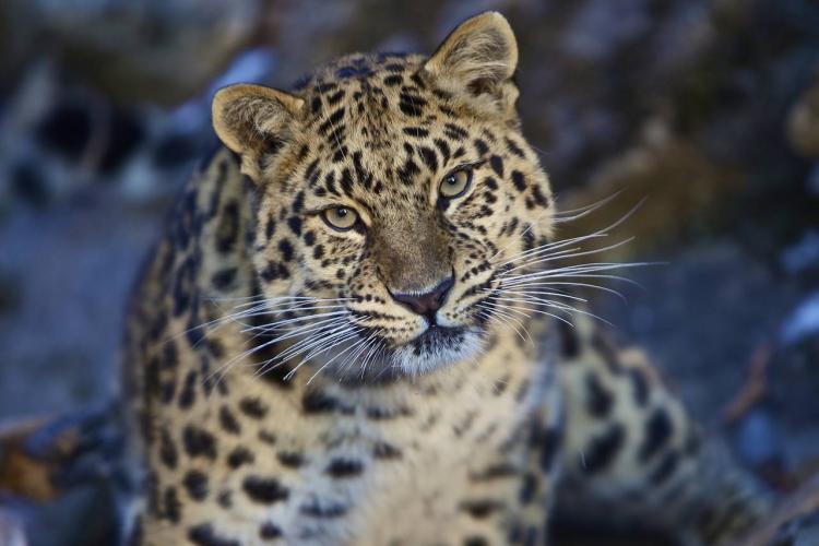 Гигантский леопард «придет» во Владивосток
