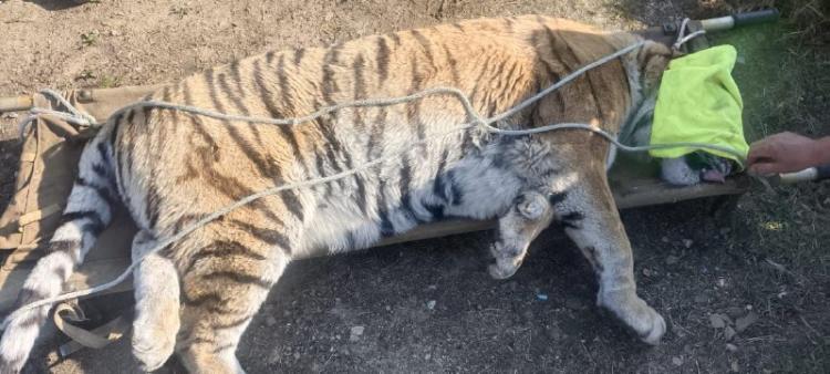 Приморская раненая тигрица «переезжает» в Хабаровск