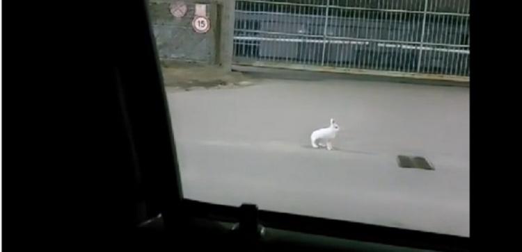 Заяц-беляк устроил забег по одной из дорог Петропавловска-Камчатского