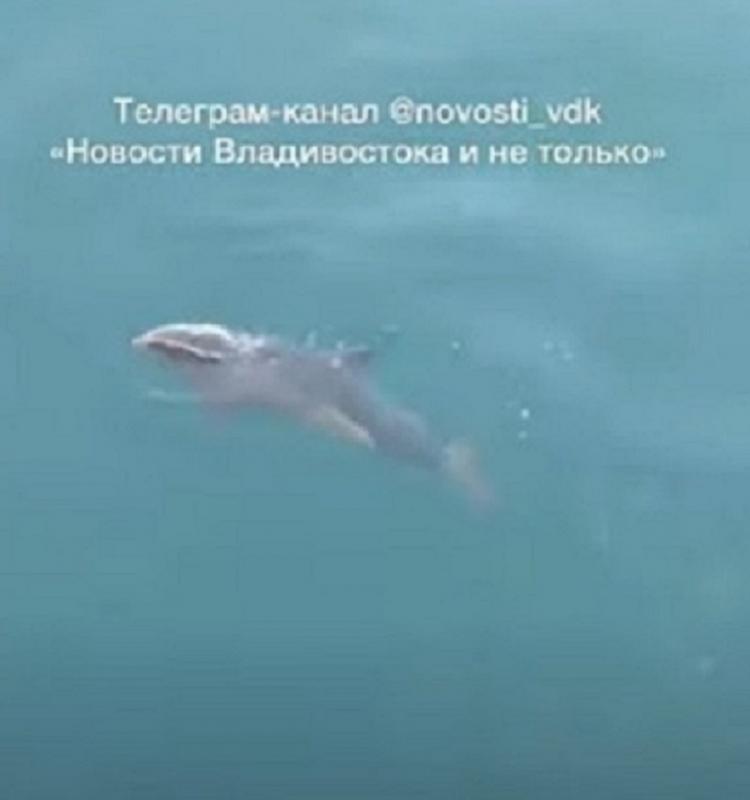 «Ты живой там?»: во Владивостоке заметили дельфина