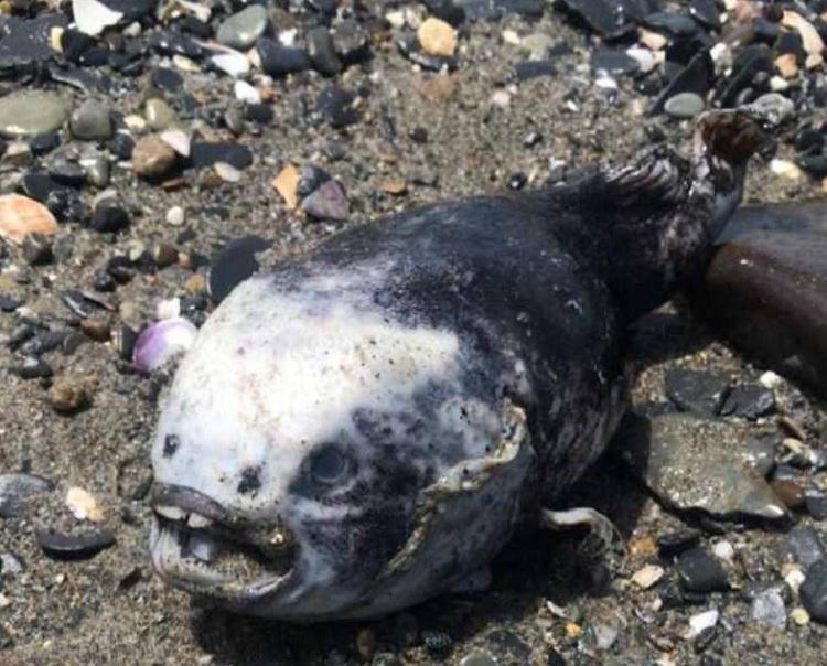 Туристы нашли жуткую рыбу на пляже Золотари в Находке