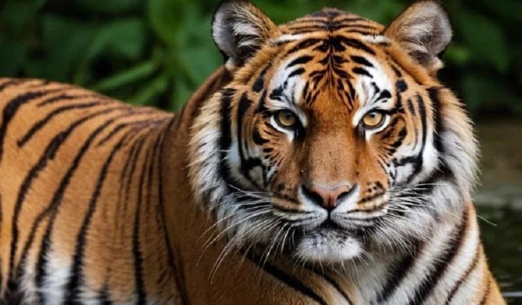 В Приморье тигр напал на человека около поселка Зарубино