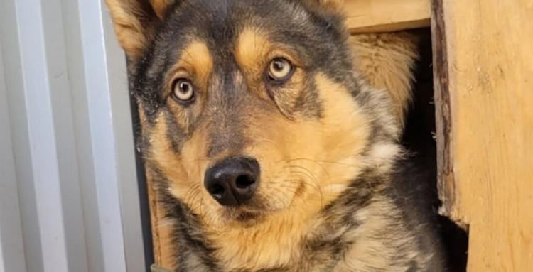 Выброшенный пес стал жертвой агрессивной стаи в Петропавловске