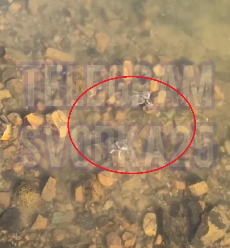 Медузы-крестовики атакуют пляжи Владивостока