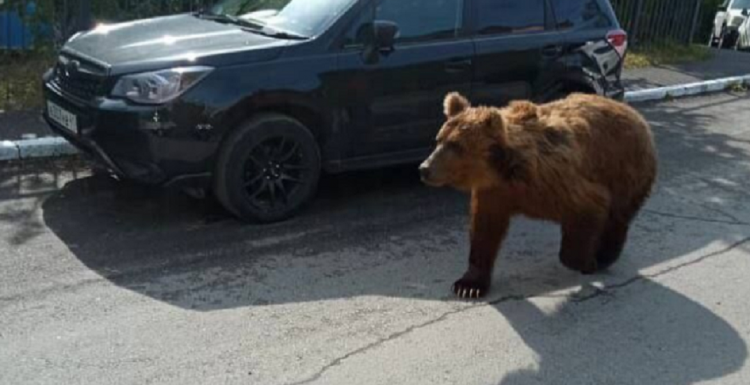 Выходят голодные: медведи не дают покоя жителям Камчатки