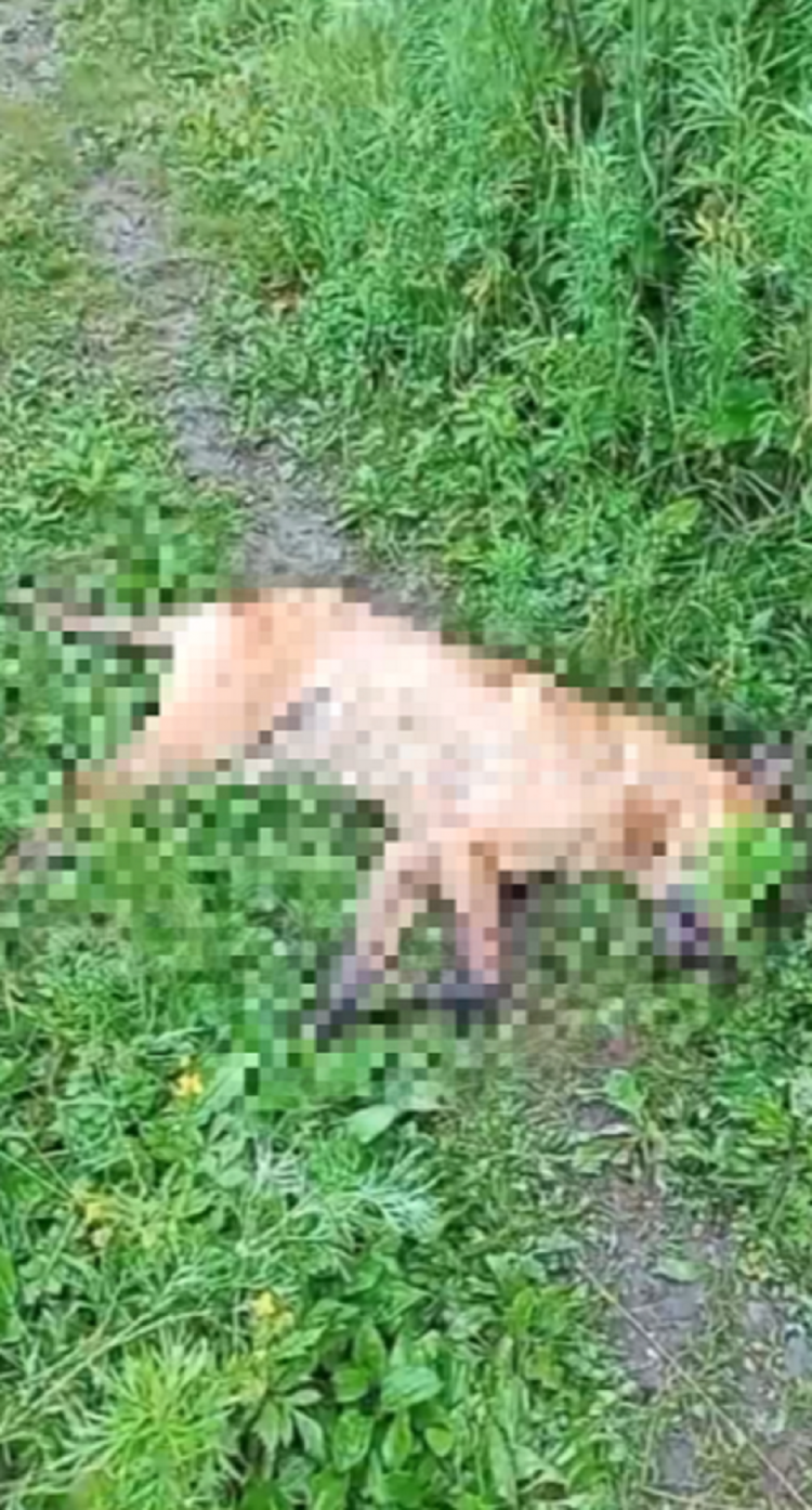 Неизвестный расстрелял спасенных собак в приморском поселке
