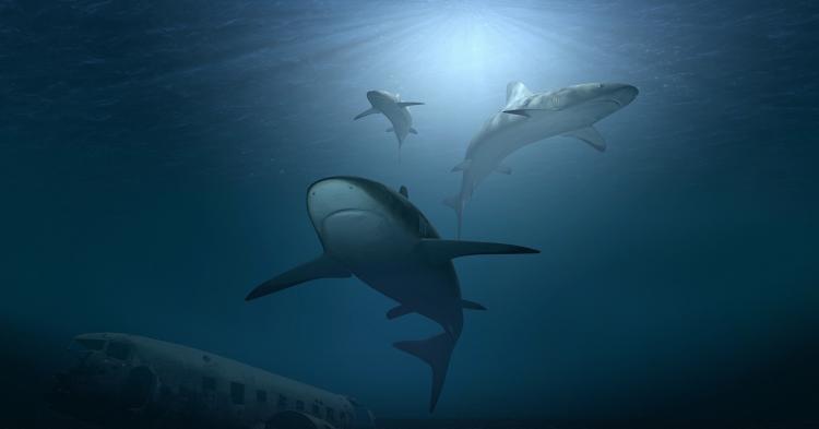 Отдыхающие в панике: акулий плавник заметили в Ливадии