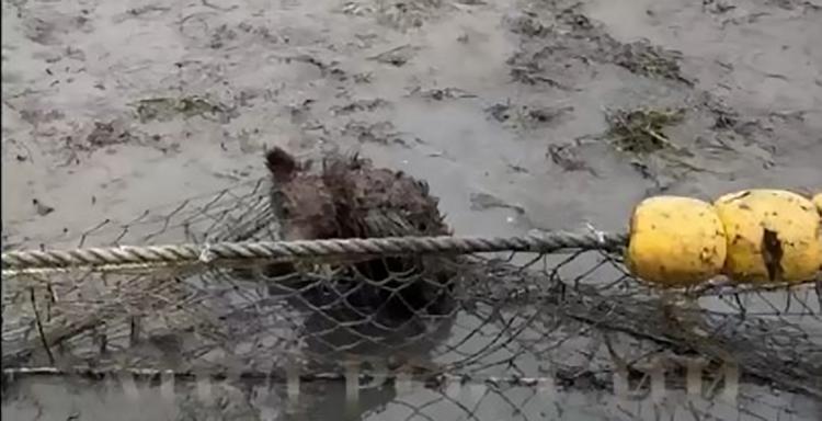 На Камчатке спасли запутавшегося в рыболовной сети медвежонка