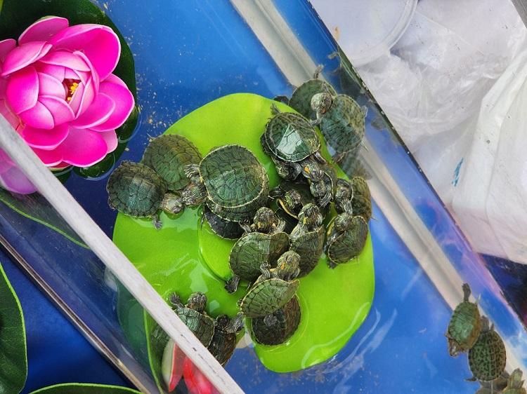 «Карликовых черепах» предлагают к продаже во Владивостоке