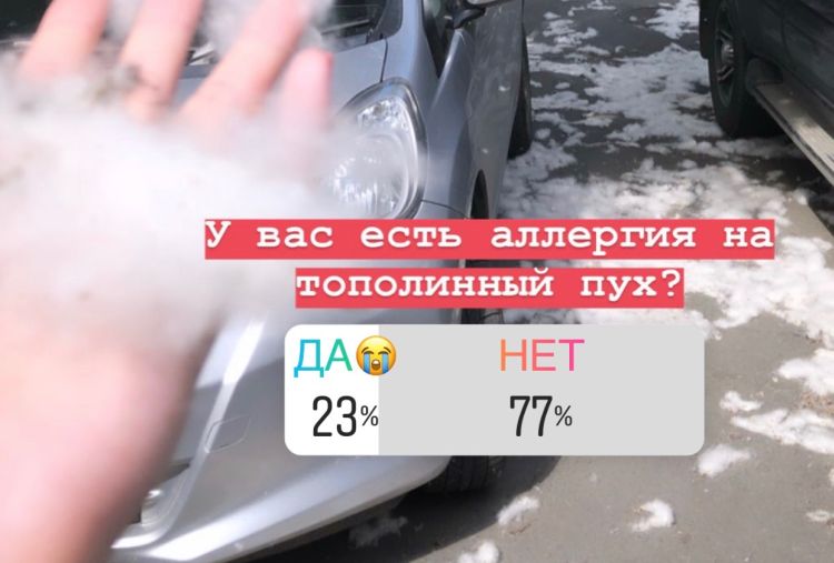 Симптомы на тополиный пух. Как выглядит аллергия на Тополиный пух. У собаки аллергия на Тополиный пух. Аллергия на Тополиный пух глаза. Аллергия на Тополиный пух глаза красные.