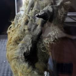 Важными экспонатами выставки, помимо Юки, являются скелет Чурапчинского мамонта #18