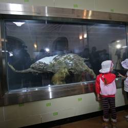 Важными экспонатами выставки, помимо Юки, являются скелет Чурапчинского мамонта #23
