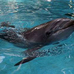 О чем поет дельфин Вася, кому предназначены воздушные поцелуи моржа Миши и почему корреспонденту «VN» захотелось стать Ихтиандром #13