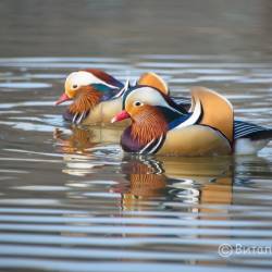 Недалеко от Владивостока красивых птиц можно встретить на заболоченных берегах #1