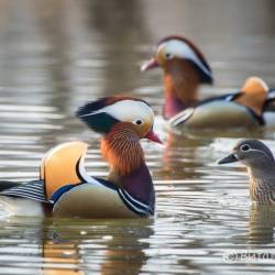 Недалеко от Владивостока красивых птиц можно встретить на заболоченных берегах #2