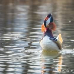 Недалеко от Владивостока красивых птиц можно встретить на заболоченных берегах #3