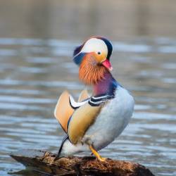 Недалеко от Владивостока красивых птиц можно встретить на заболоченных берегах #4