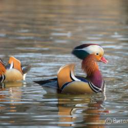 Недалеко от Владивостока красивых птиц можно встретить на заболоченных берегах #5