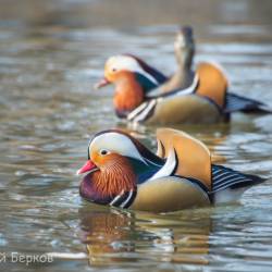 Недалеко от Владивостока красивых птиц можно встретить на заболоченных берегах #7