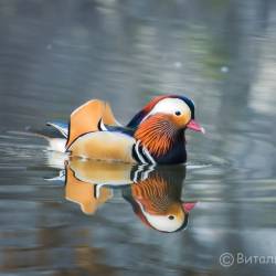 Недалеко от Владивостока красивых птиц можно встретить на заболоченных берегах #8